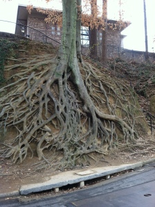 iconic tree roots in Greenville