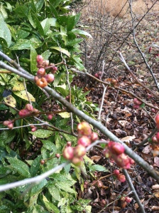 Quince blossoms ready to burst