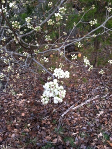 blooming pear blossom 