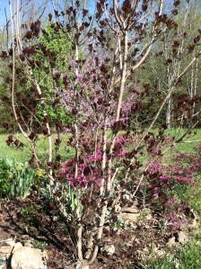 fabulously disorienting texture perspective seen at the 60' mark (smoke tree, azalea and redbud)