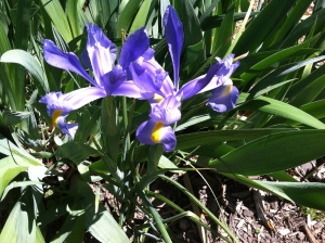 the first of many iris