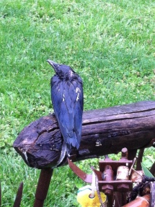baby crow in distress on beaver log bench