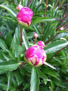 spring is busting out all over: peony