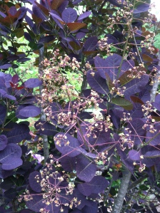 very dramatic smoke tree poised to bloom (at 60' mark)