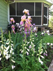 bed of iris and foxglove next to the porch