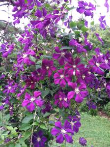 clematis in all its glory
