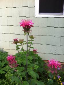 bee balm, our most recent addition