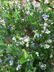 blueberries not quite ripe